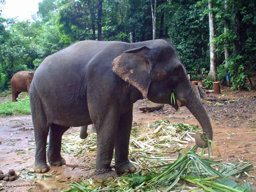 thailand olifanten park chiang mai