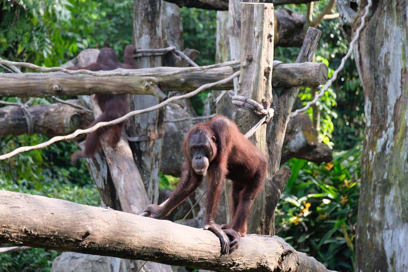 dierentuin singapore