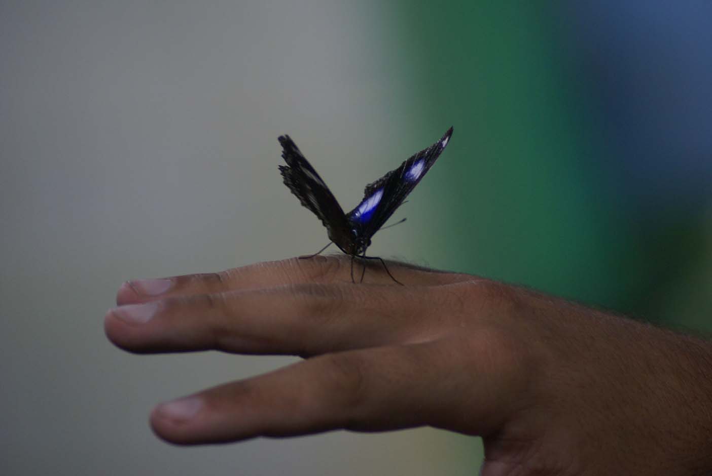 kuala lumpur vlindertuin