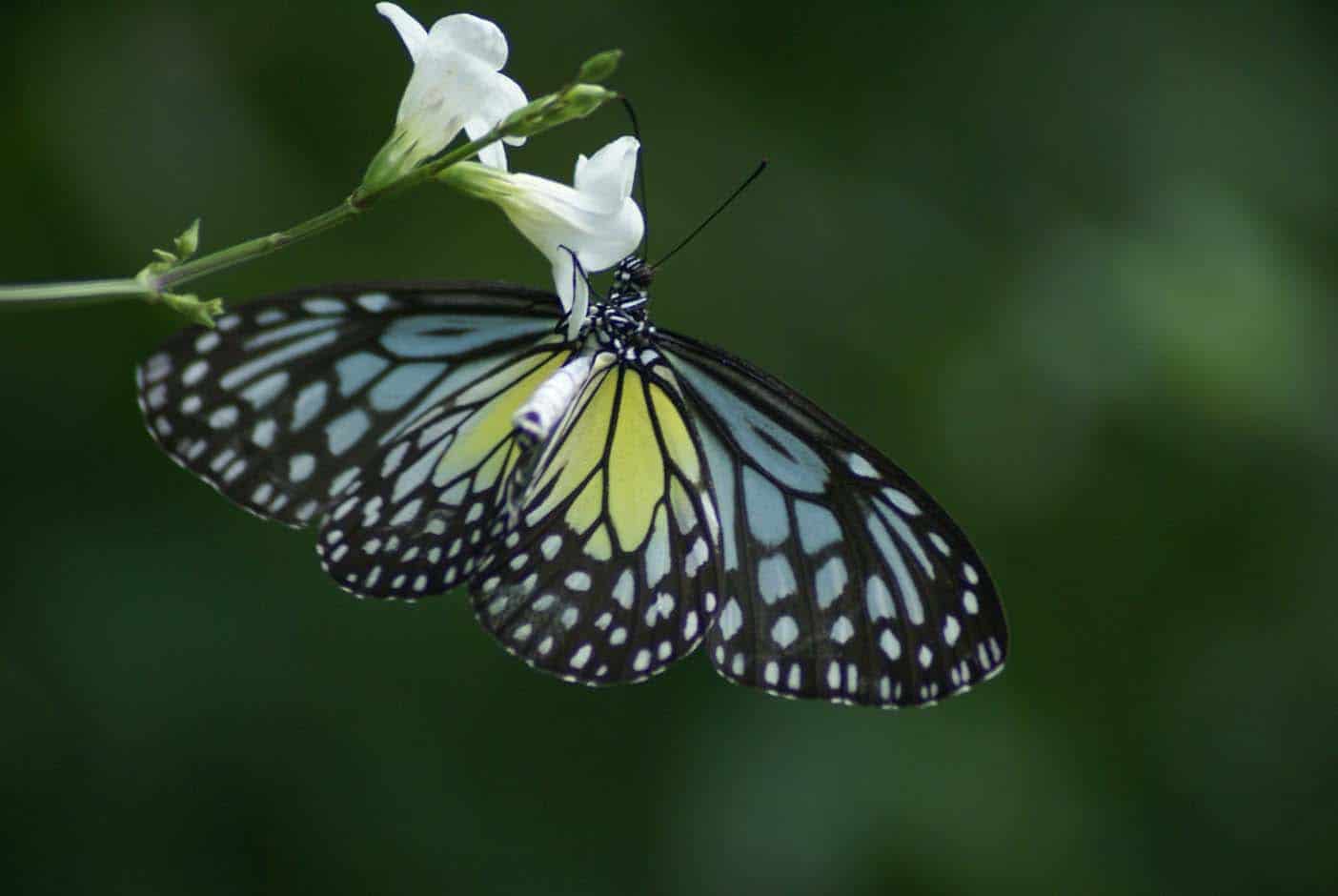 kuala lumpur vlindertuin