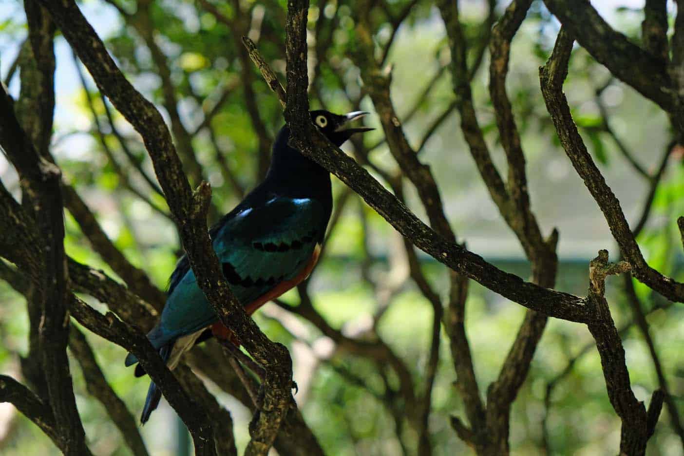 kuala lumpur vogelpark