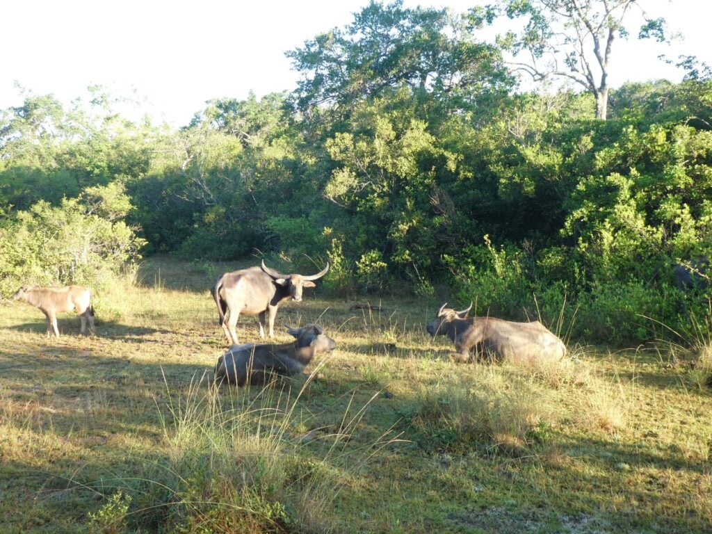 safari kinderen sri lanka