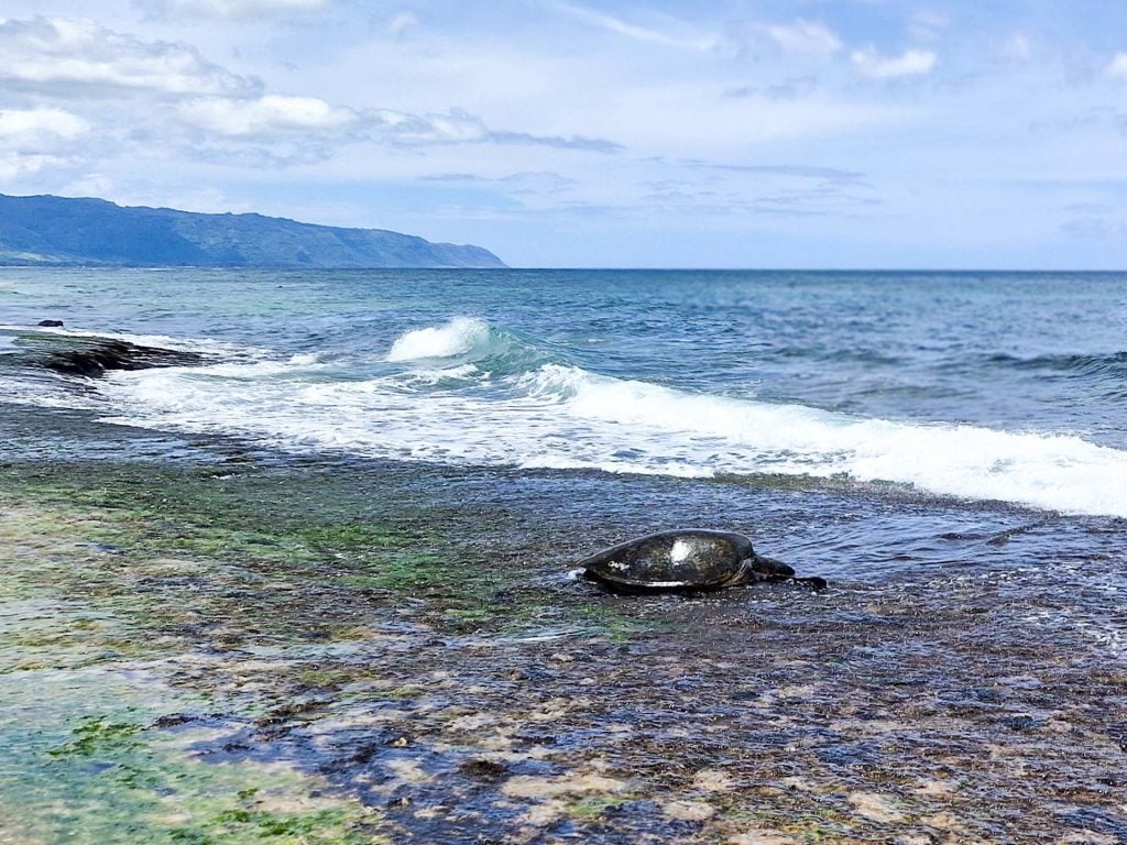 Laniakea Beach hawaii schildpad