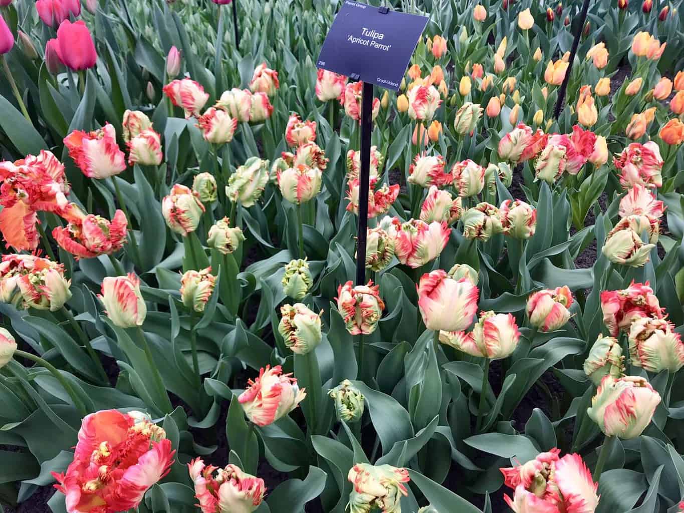 Keukenhof met kinderen