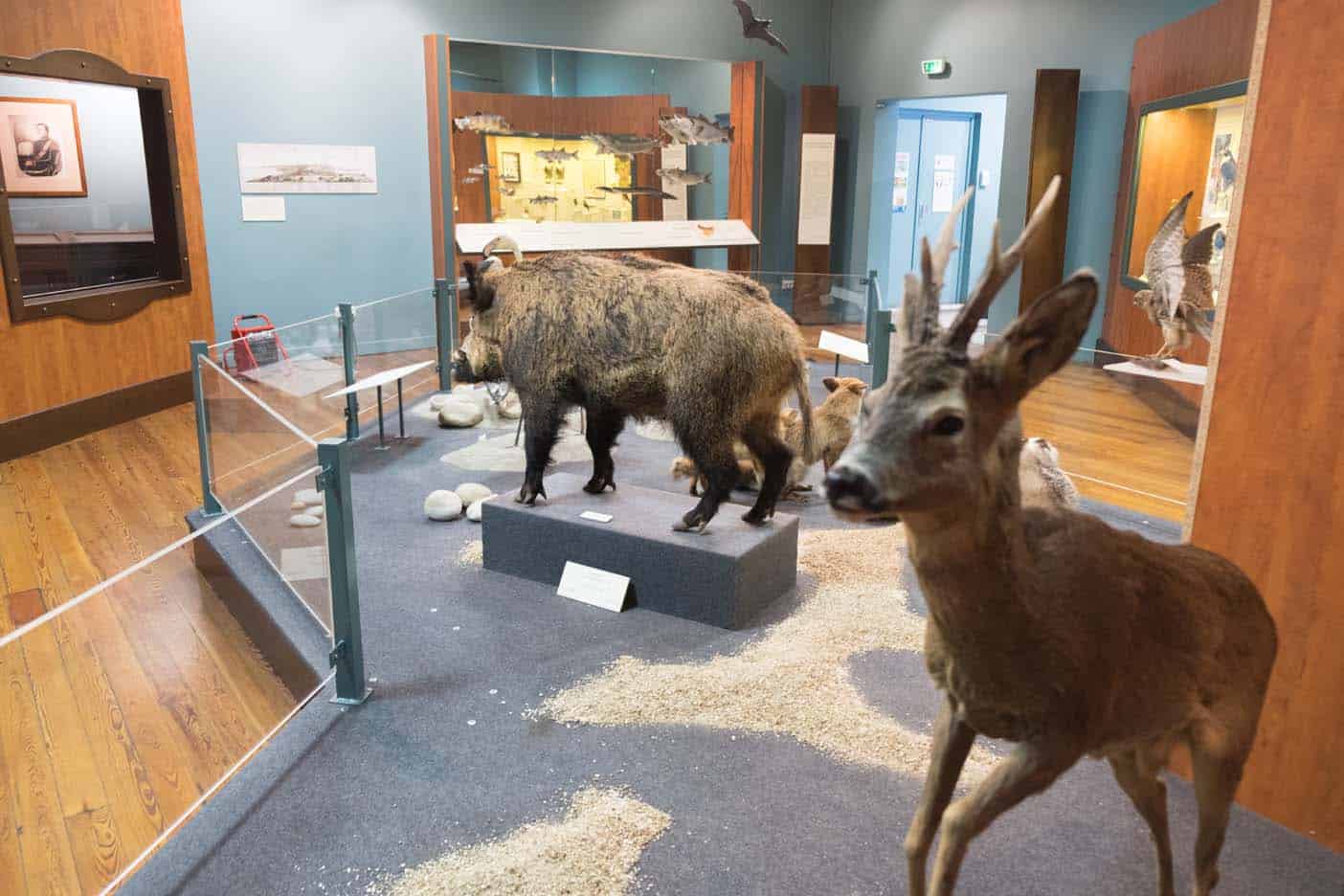 natuurhistorisch museum nice met kinderen