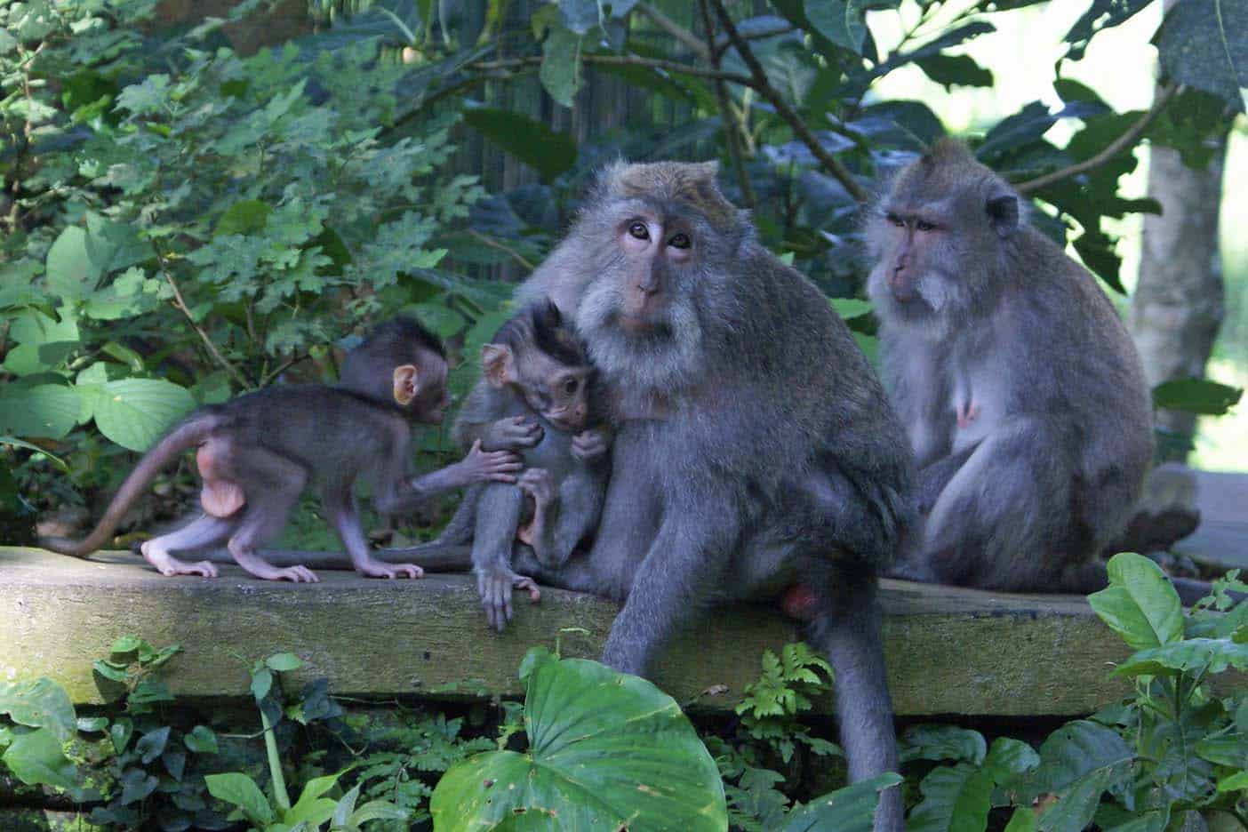 Bali met kinderen apenbos