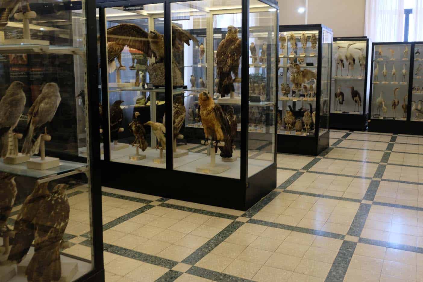 rome met kinderen zoological museum