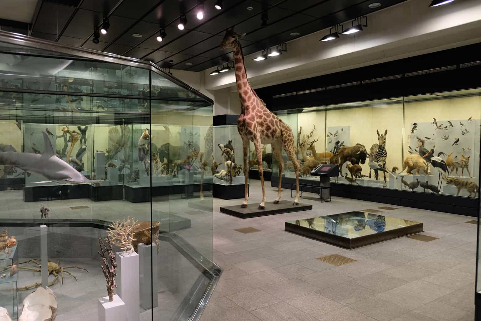 Zurich met kinderen Museum voor Zoölogie en Paleontologie