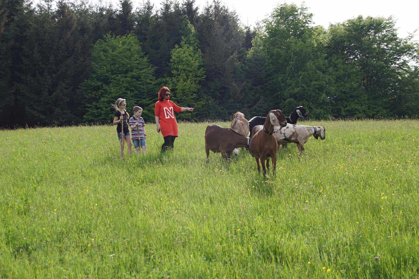 Zwarte woud wandelen met geiten