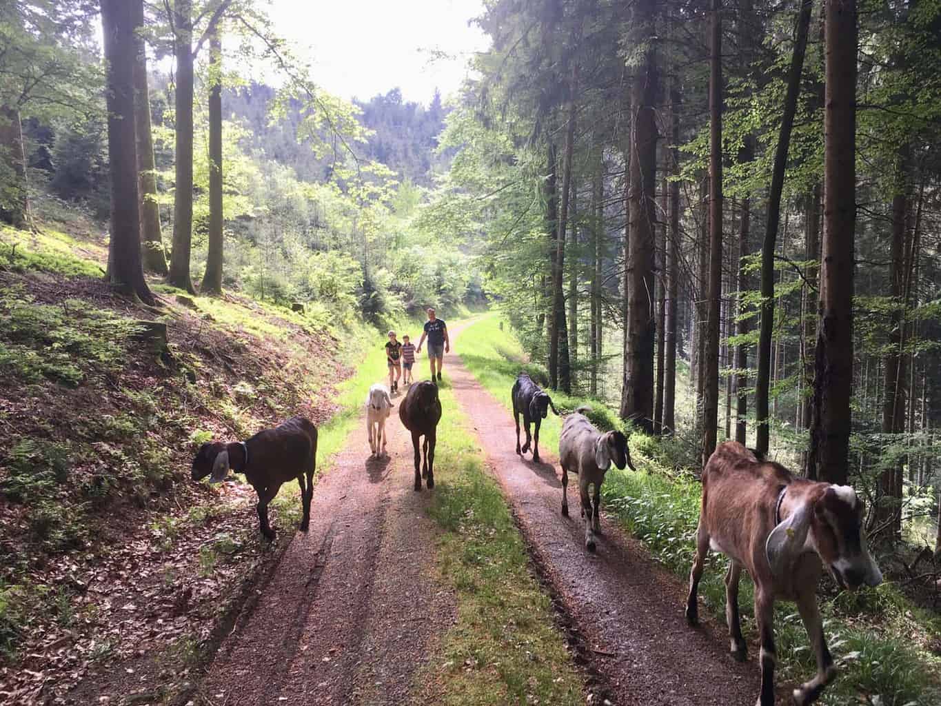 Zwarte woud wandelen met geiten