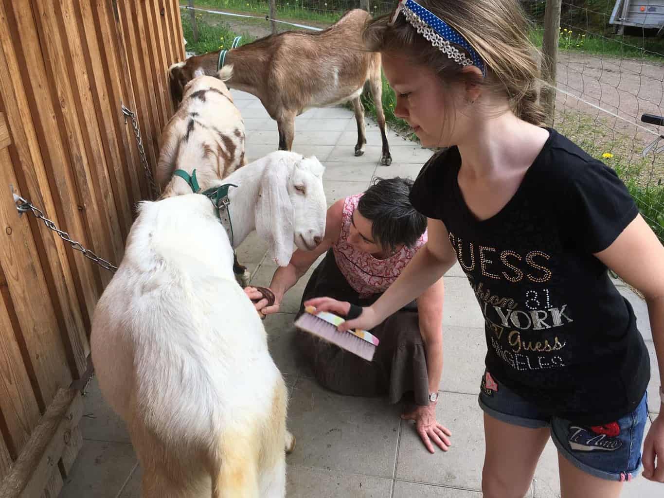 Zwarte woud wandelen met geiten