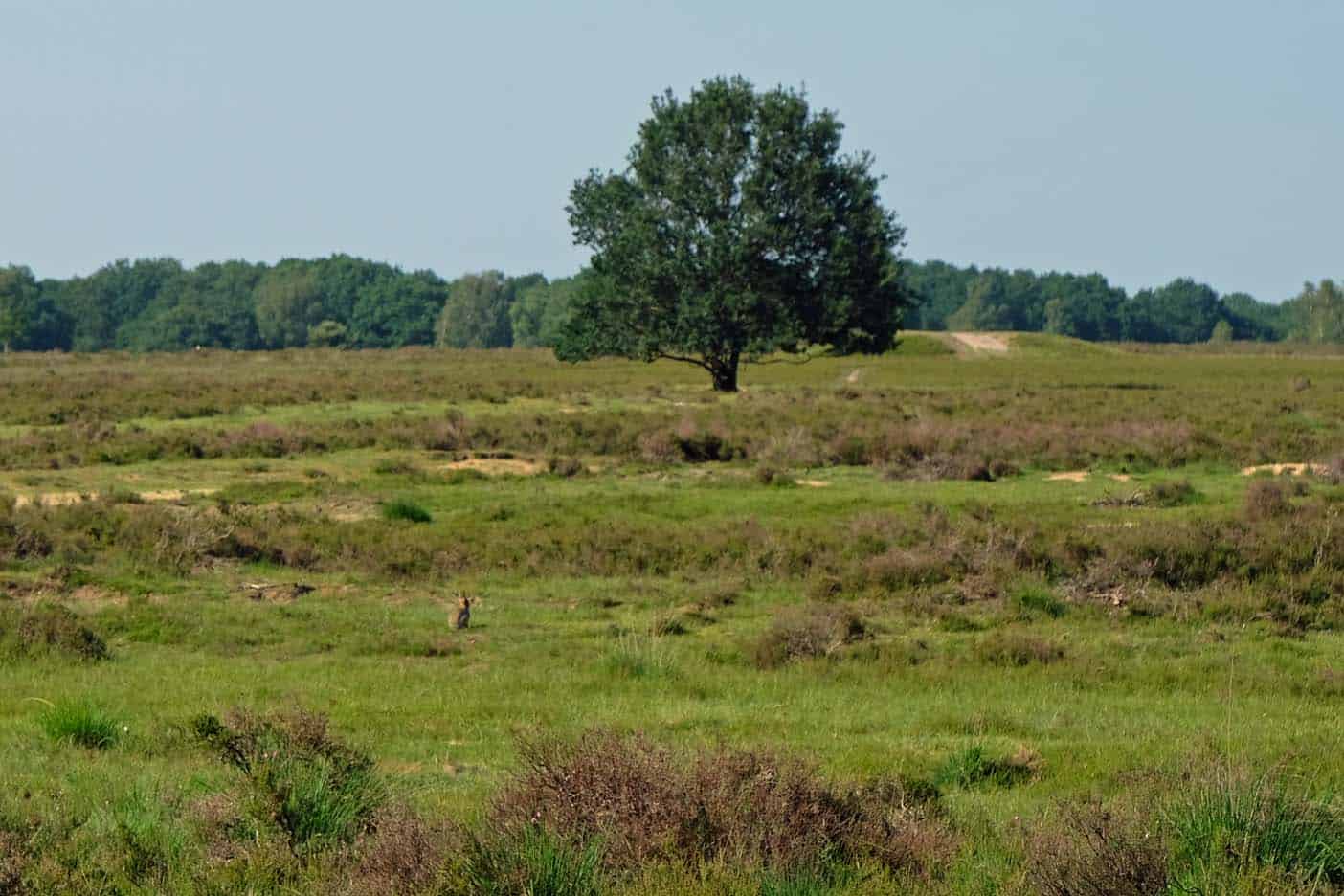 Ermelo bezienswaardigheden schaapskooi