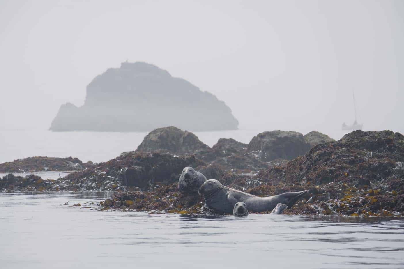 zeehonden frankrijk bretagne