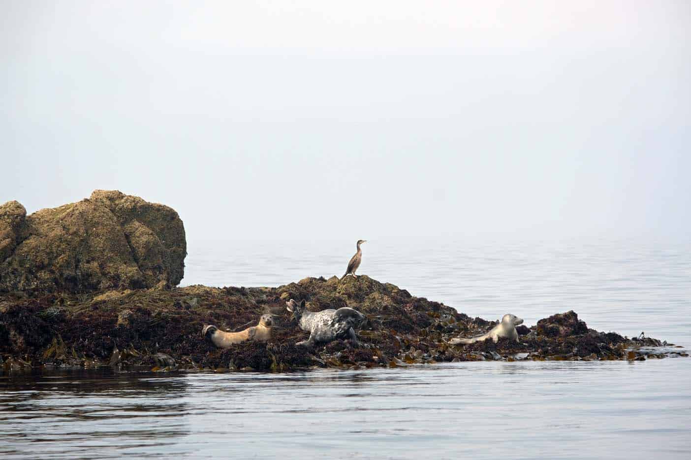 zeehonden frankrijk bretagne