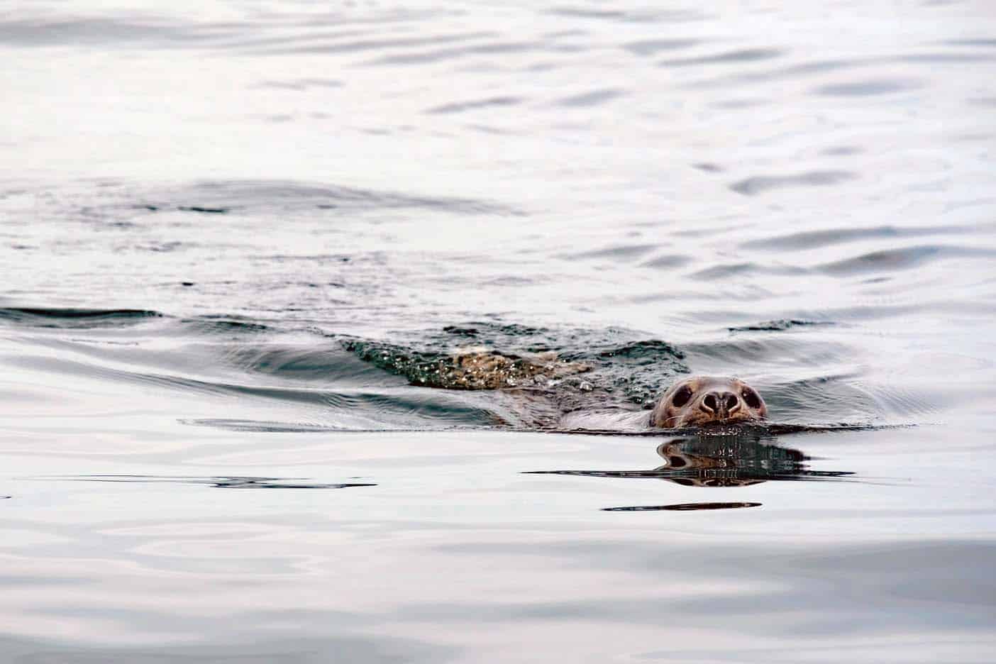 zeehonden frankrijk bretagne