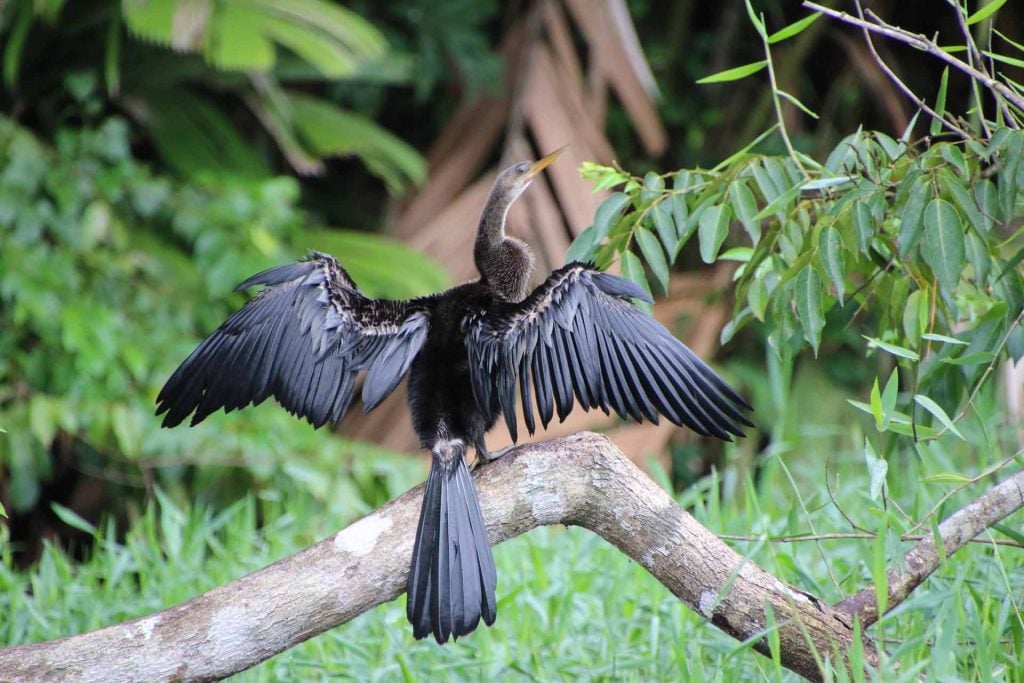 Tortuguero Nationaal Park 