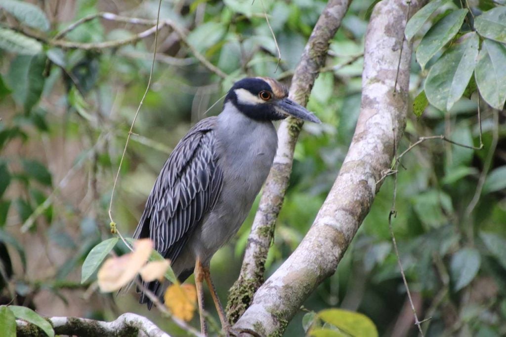 Tortuguero Nationaal Park 