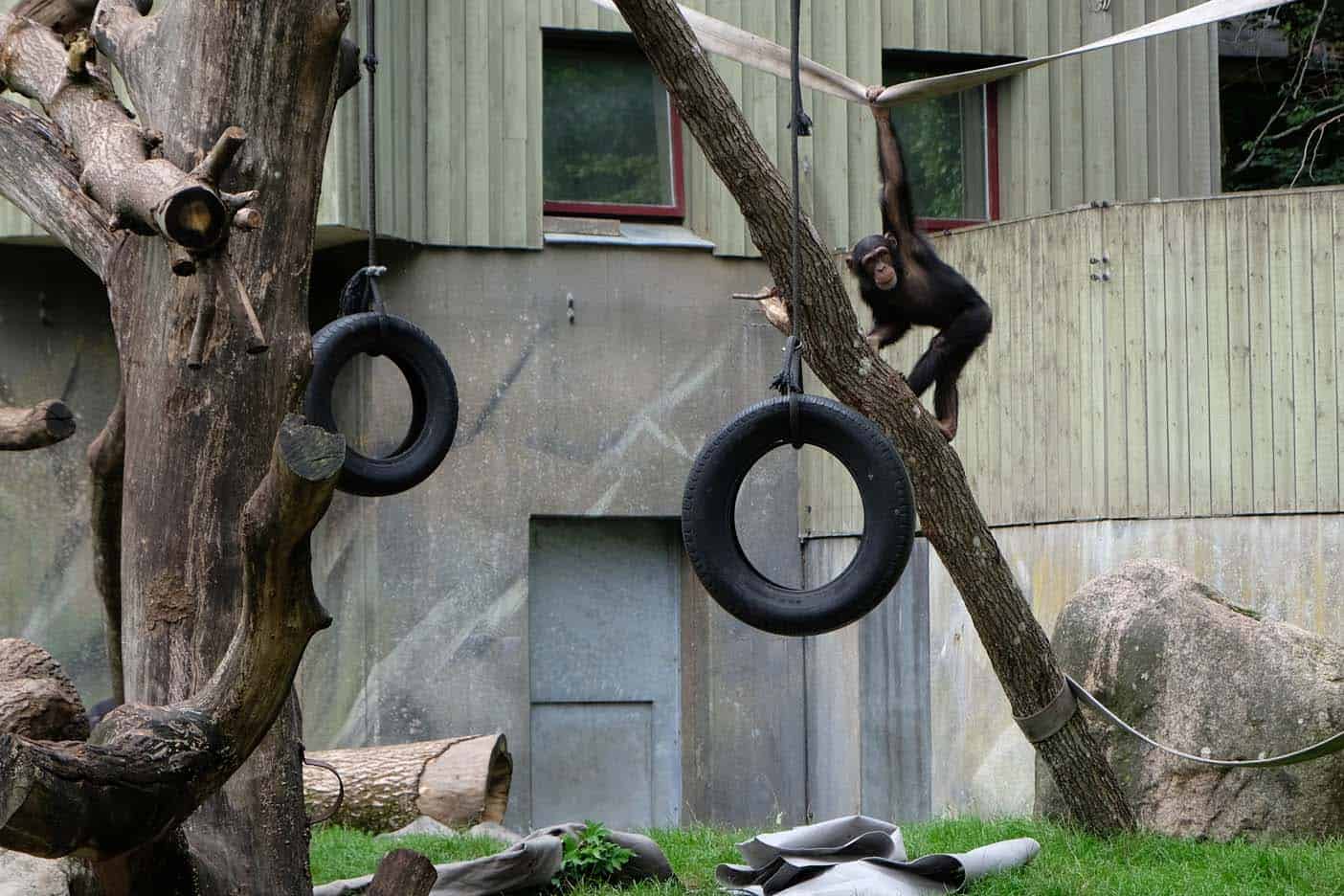 Dierentuin Aalborg