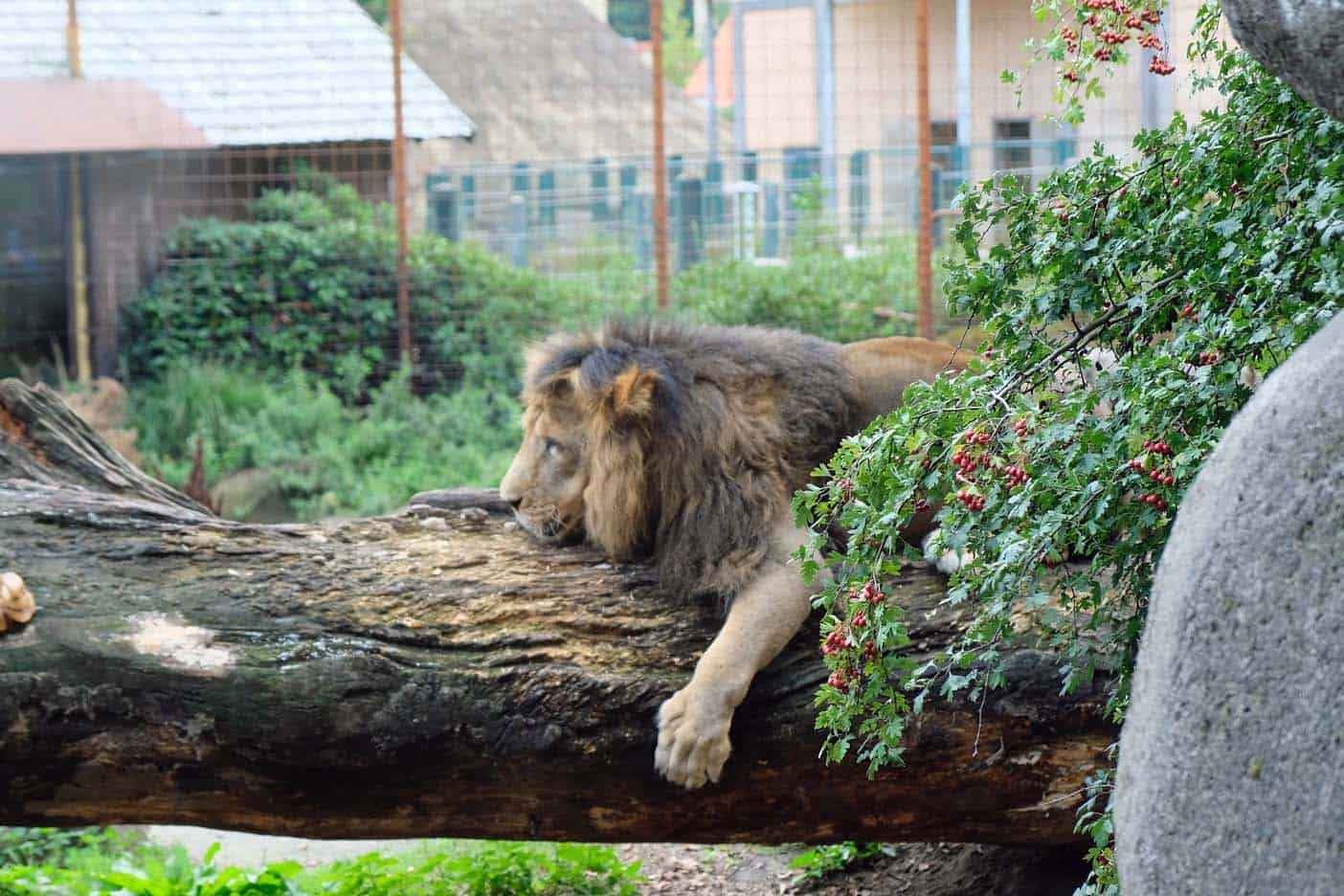 Dierentuin Aalborg