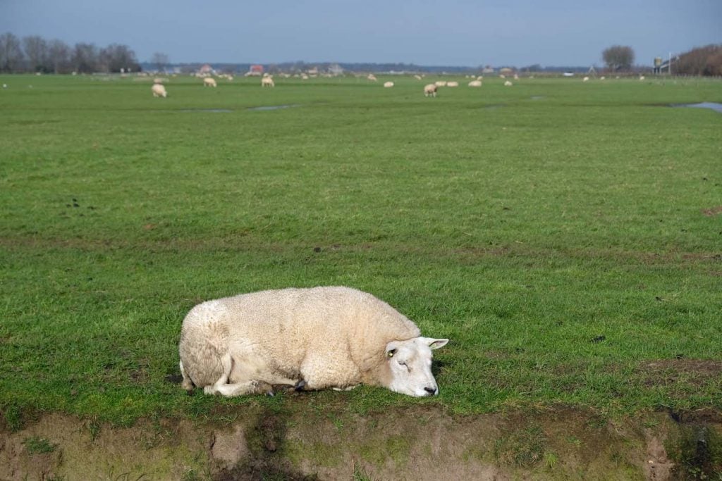 Kaasboerderij wezenspyk