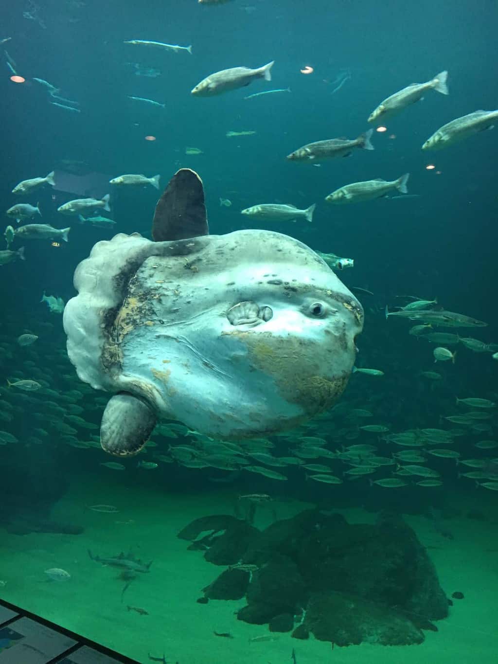 Het Nordsøen Oceanarium