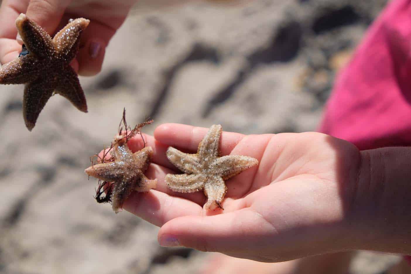 Grenen Denemarken