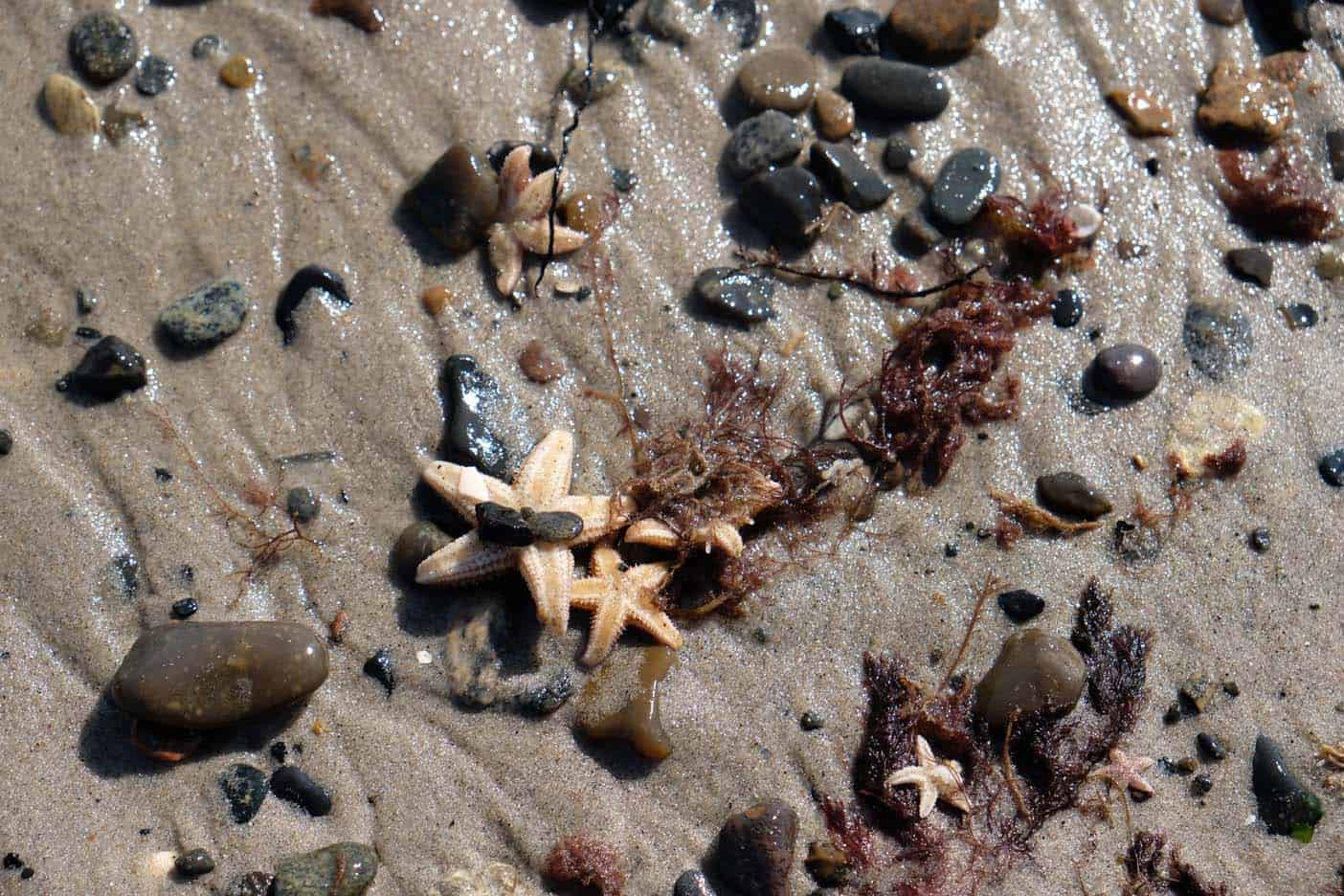 Grenen Denemarken 