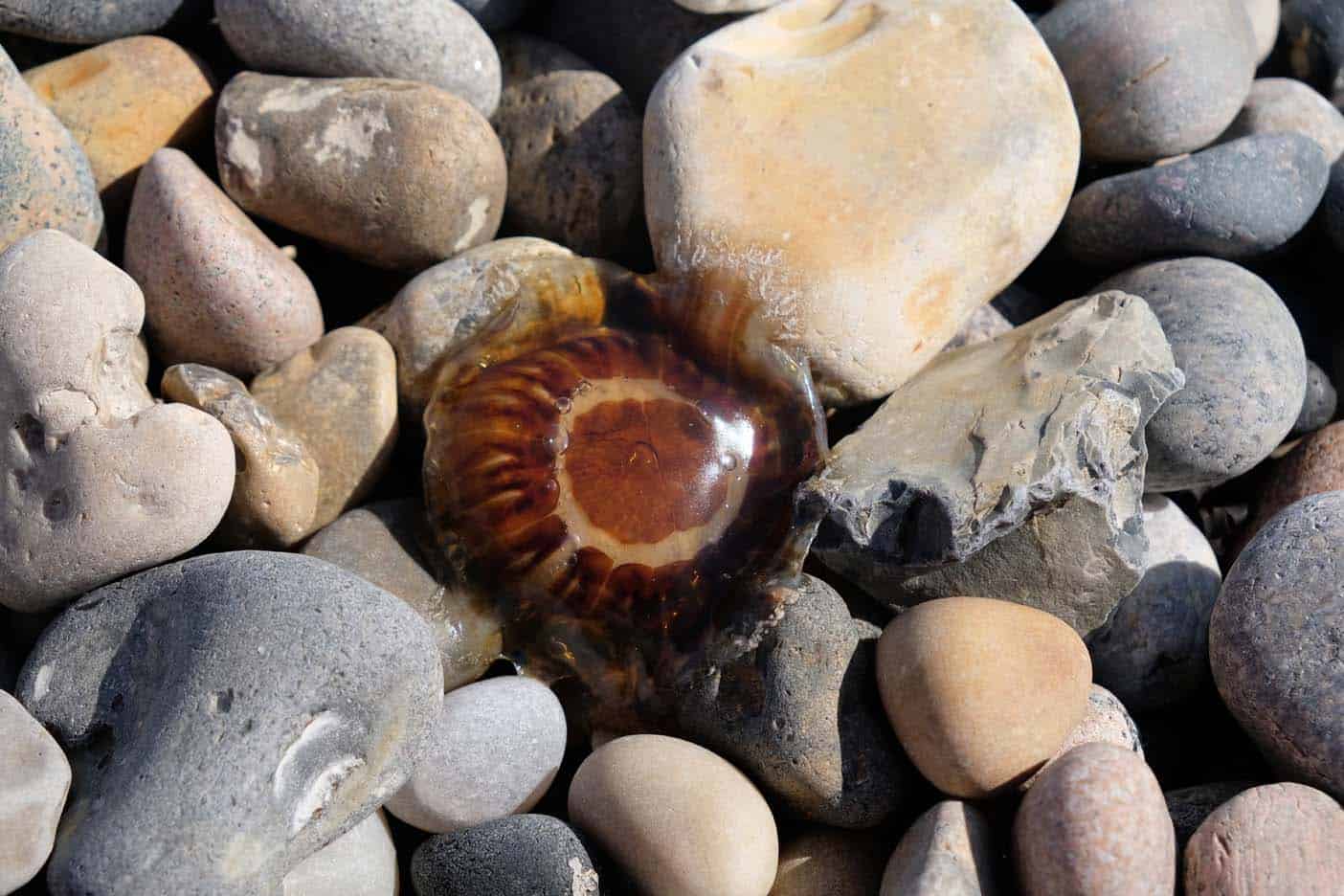 Grenen Denemarken