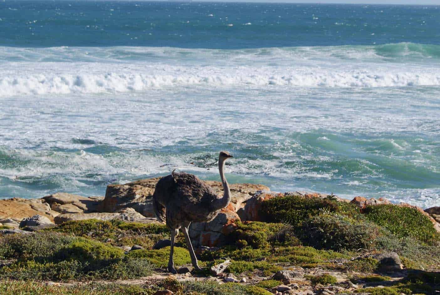 Cape Point met kinderen