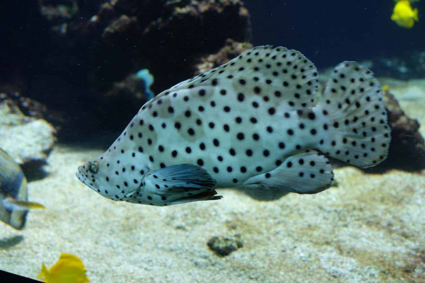 Monaco met kinderen oceanium