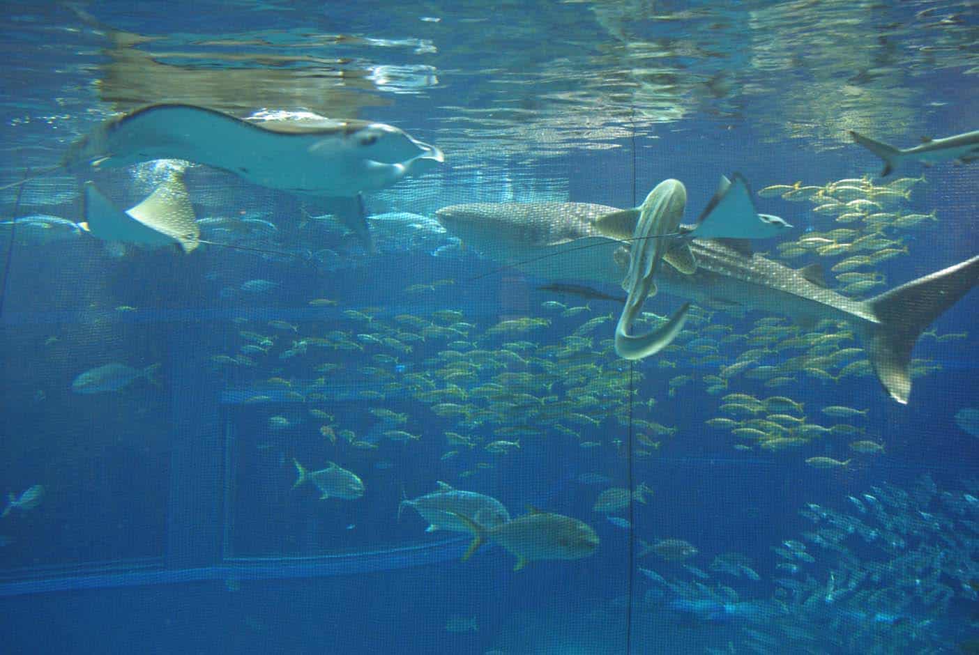 oskaka aquarium