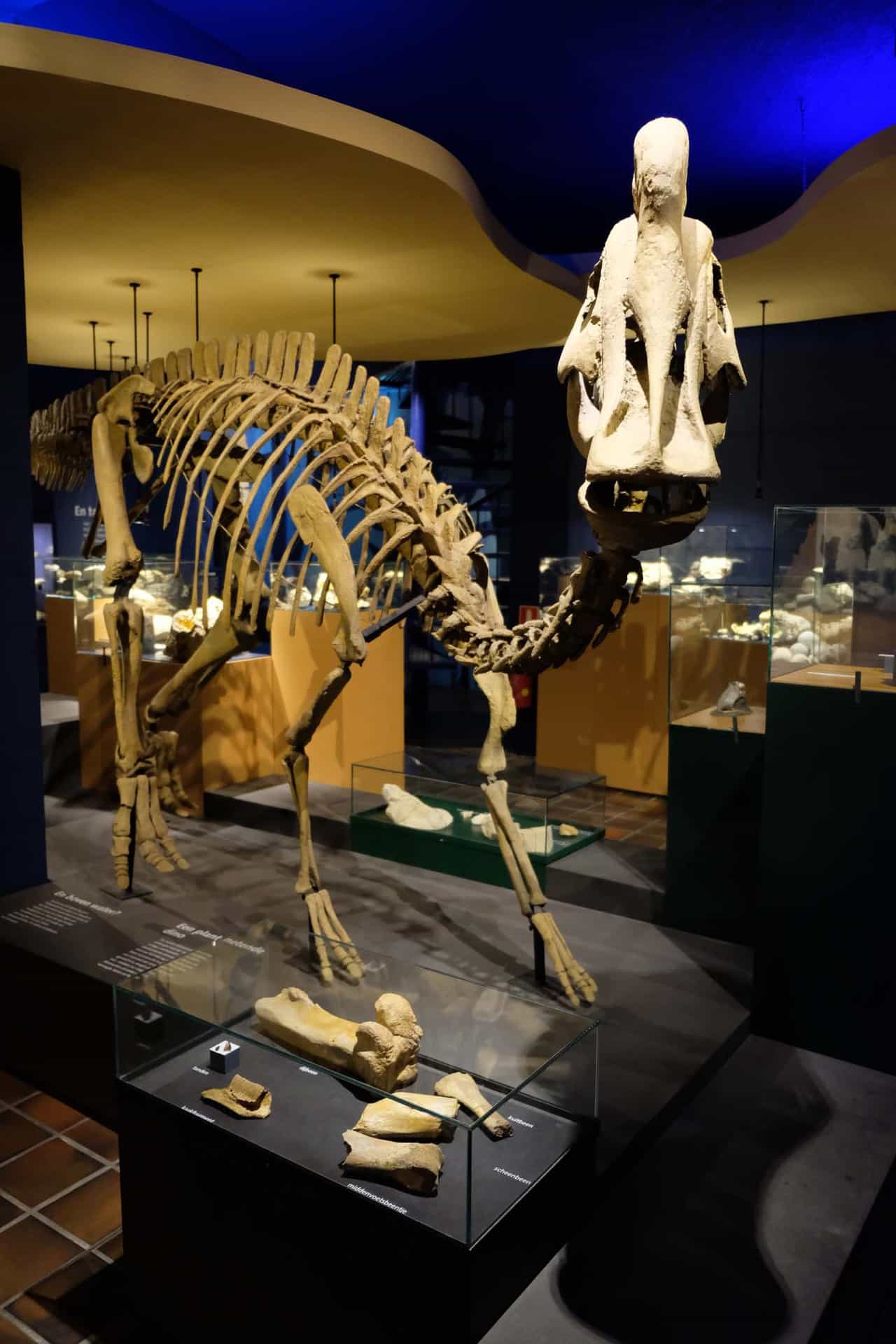 Natuurhistorisch museum Maastricht