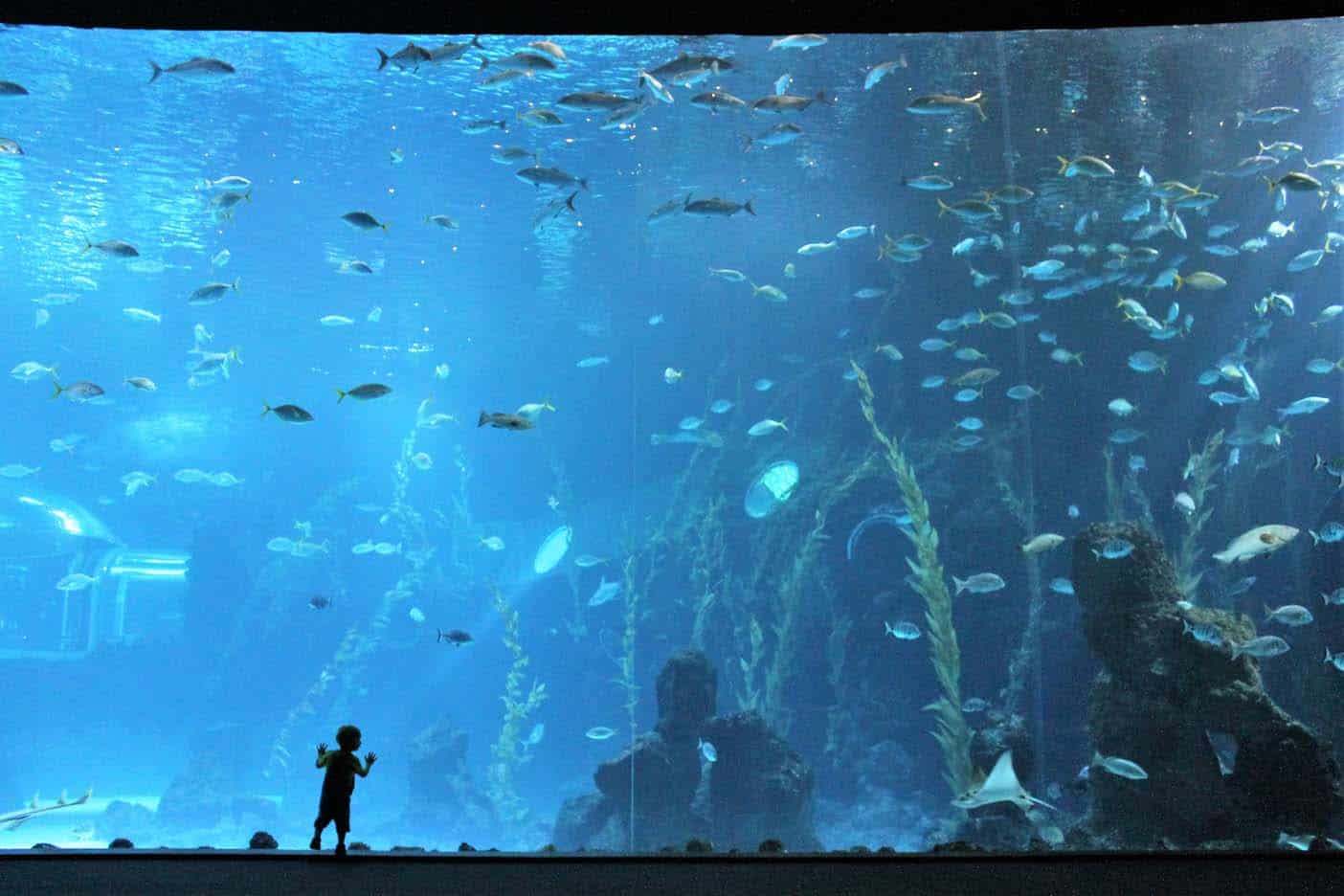 Aquarium La Palmas