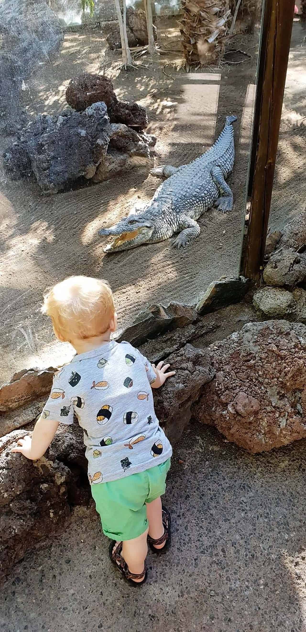 gran canaria met kinderen krokodillenpark