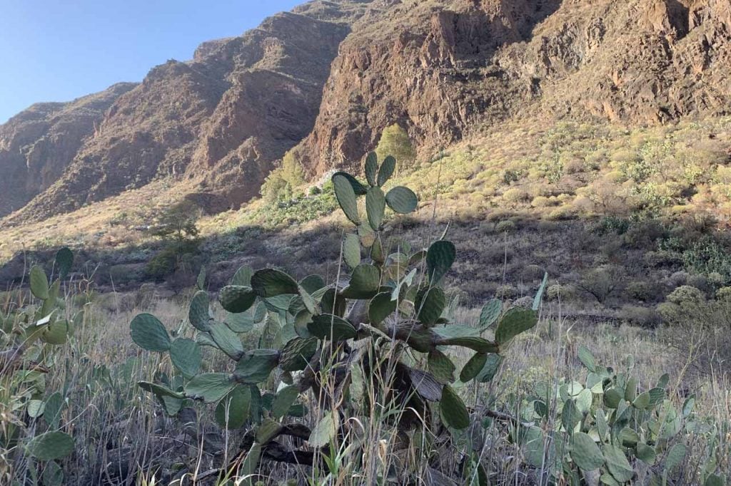 Barranco de Guayadeque 