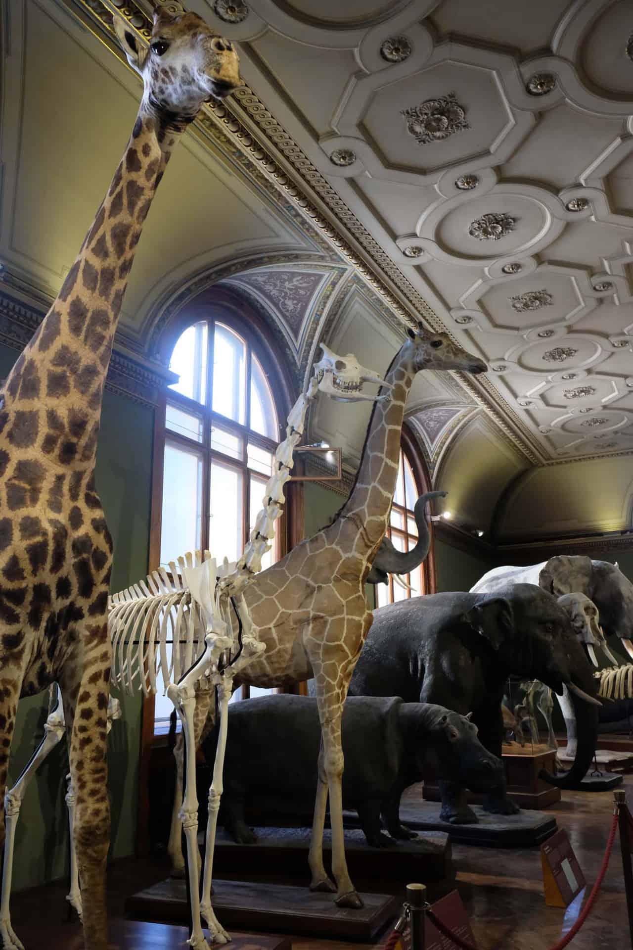 natuurhistorisch museum wenen