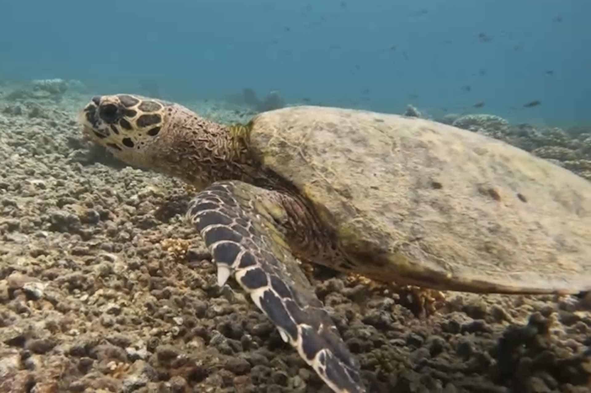 Snorkelen Isla de Coiba