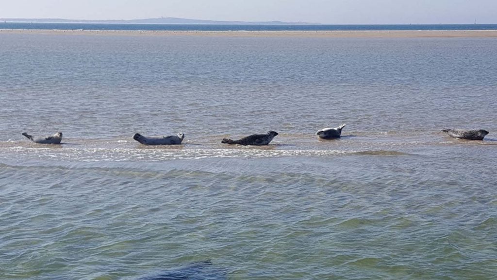 Te gek met kinderen: zeehonden spotten op een vissersboot