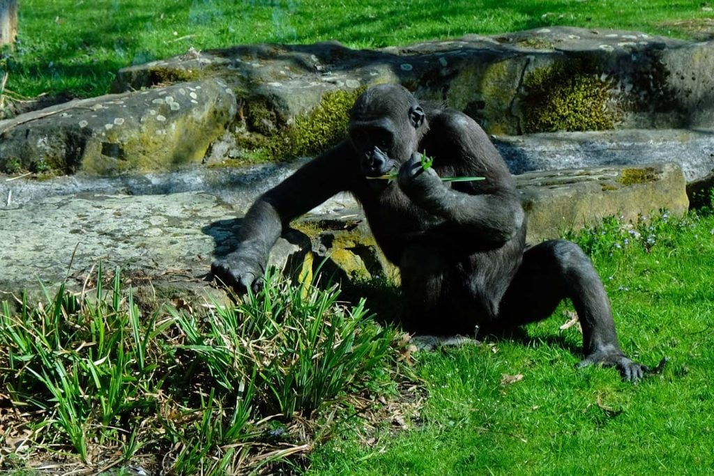 dierentuin duitsland over de grens munster