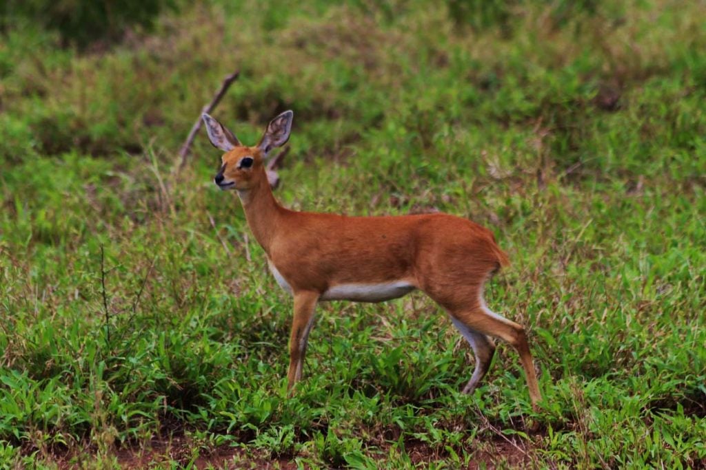 krugerpark met kinderen