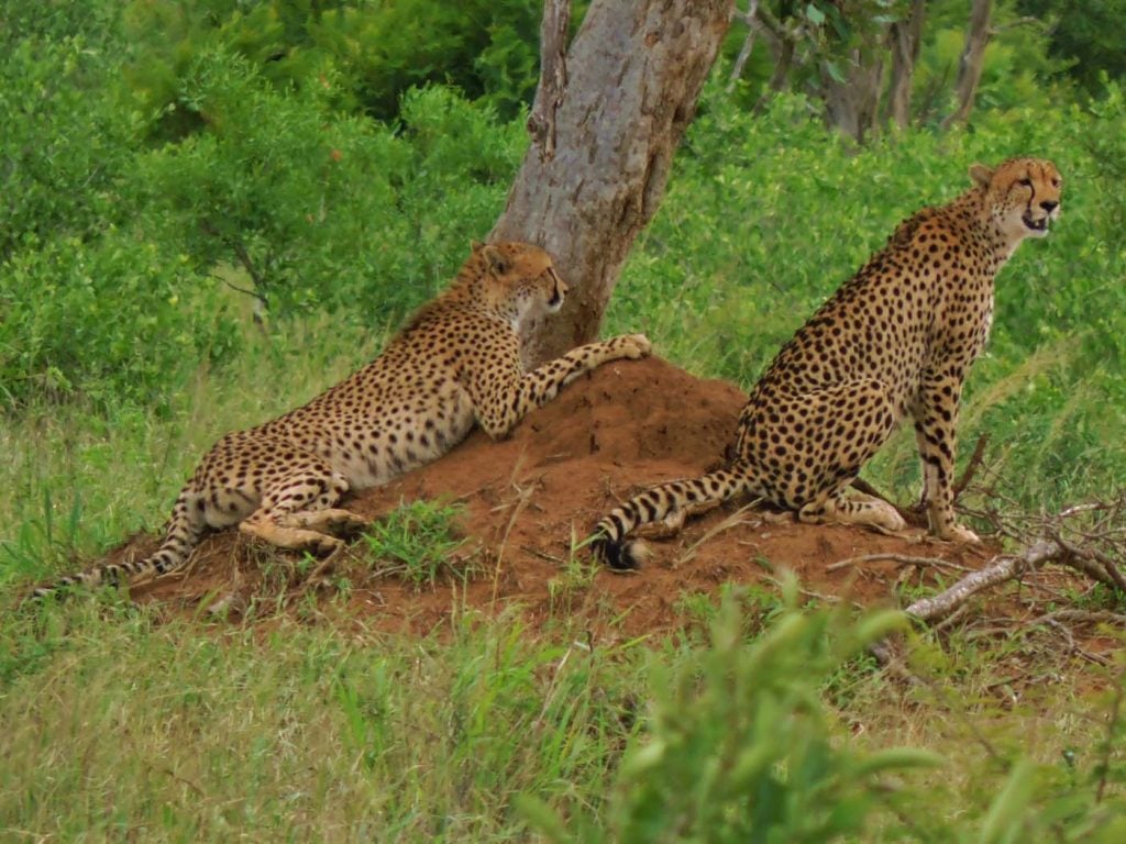 krugerpark met kinderen