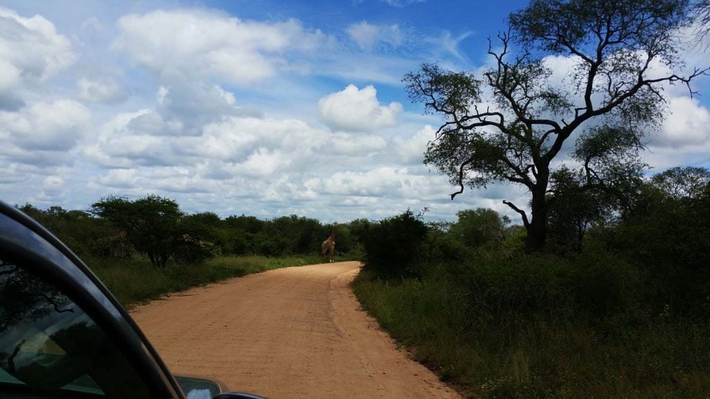 krugerpark met kinderen