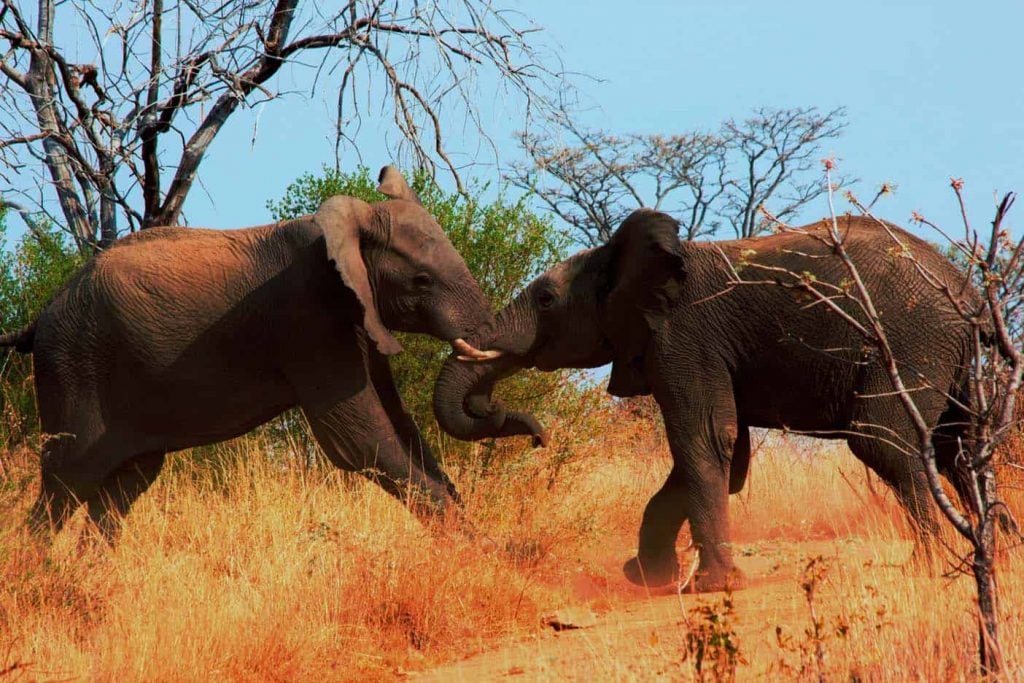 krugerpark met kinderen