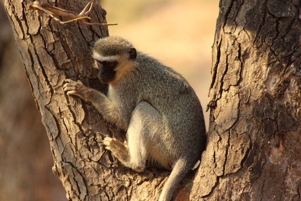 krugerpark met kinderen