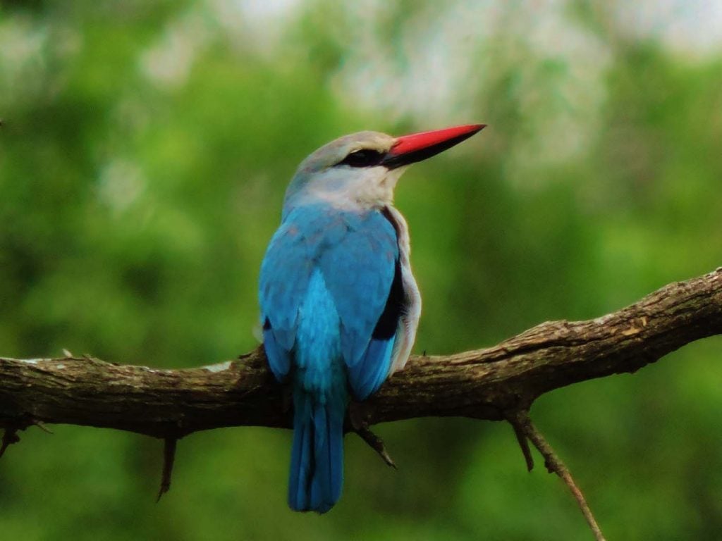 krugerpark met kinderen