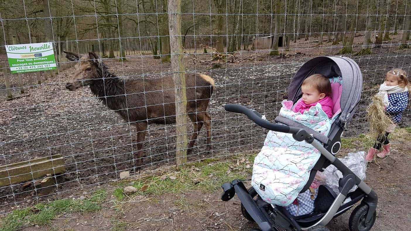 Ardennen met kinderen wildpark