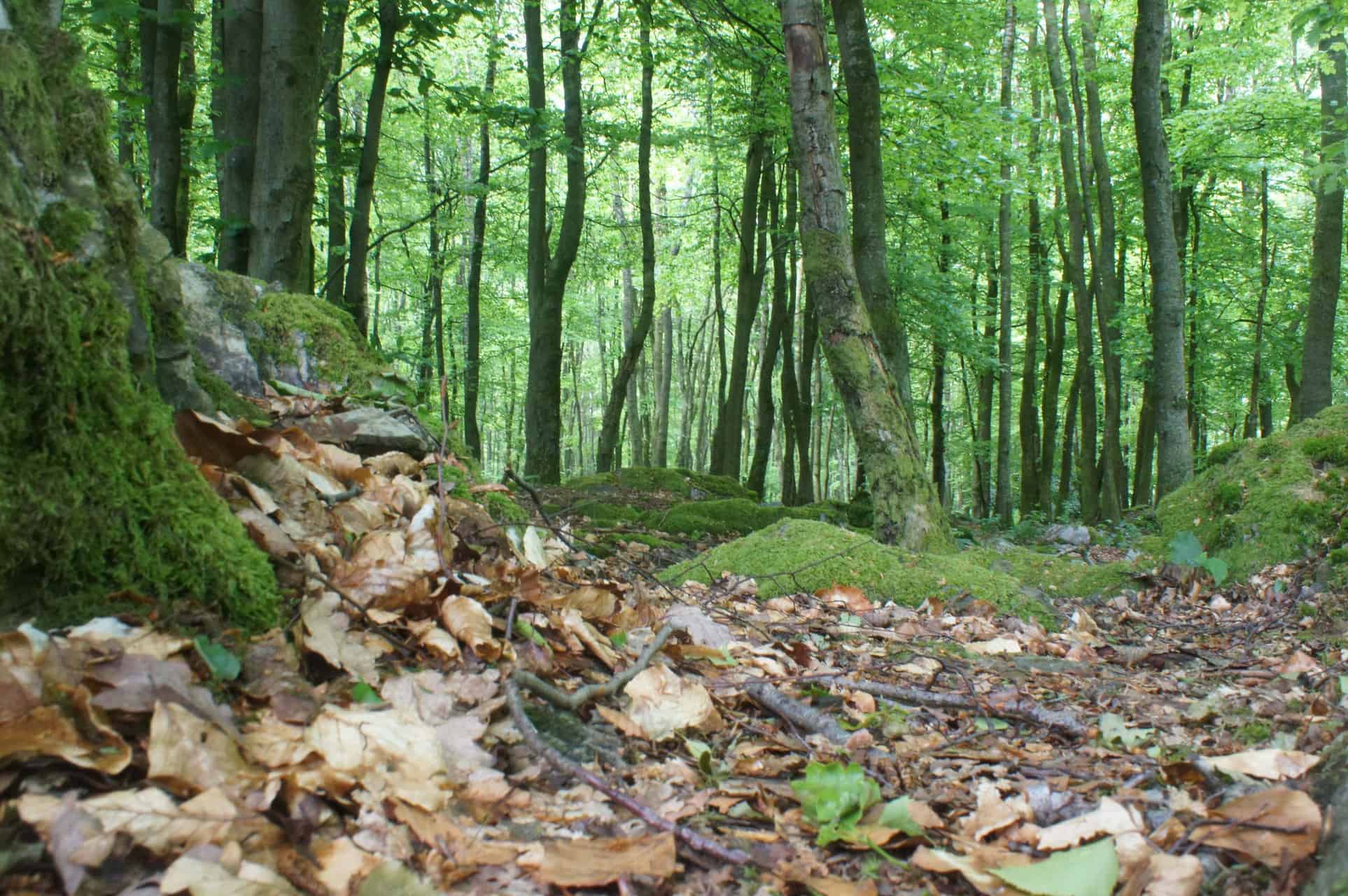 belgische ardennen