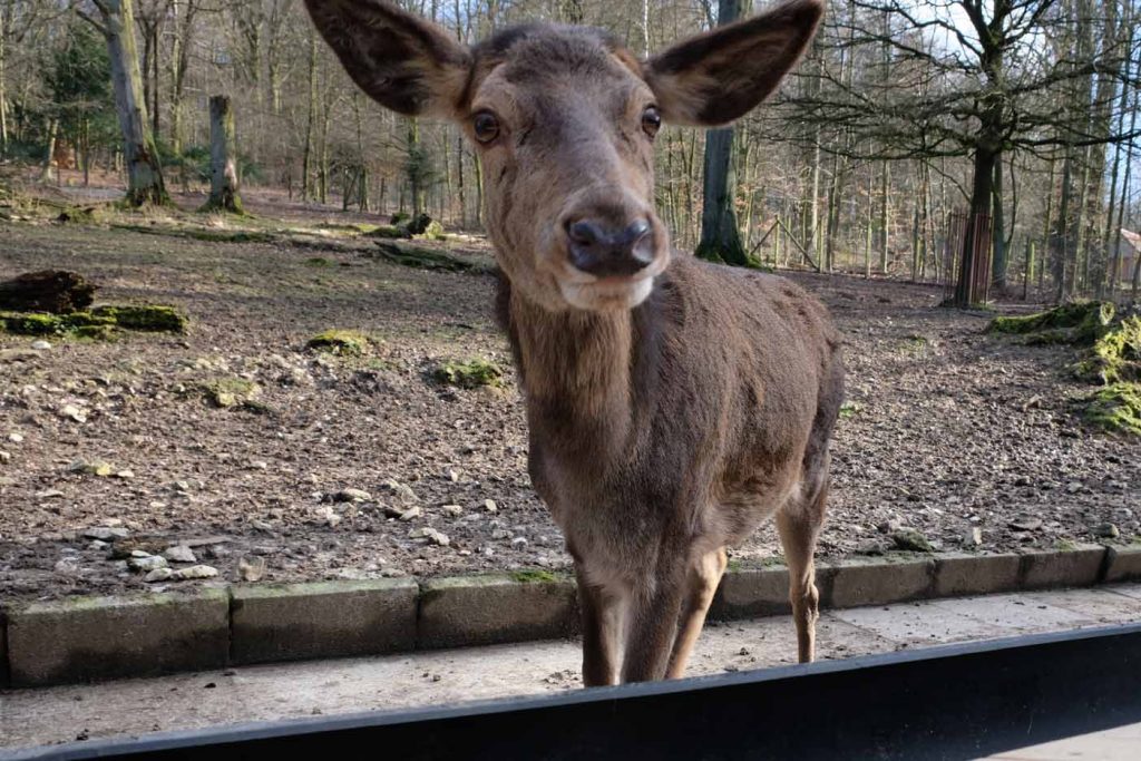 dierentuin bielefeld