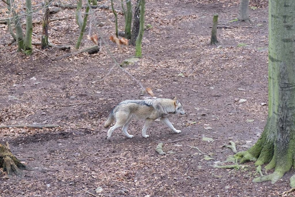 dierentuin thale