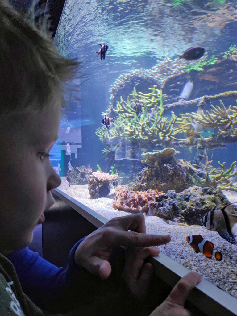 Waar een kleine vis groot in kan zijn - Zee Aquarium Bergen